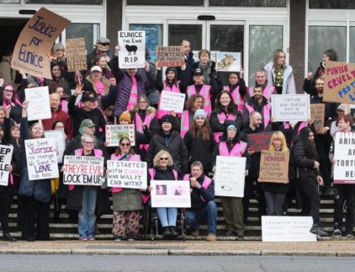 Sadistic sheep killers receive prison sentences